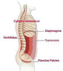Muscles stabilisateurs